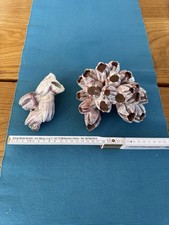 Echte Seepocken Koralle