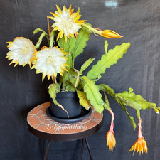 Schöne Mutterpflanze -