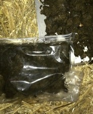 Pferdeäpfel Pferdedung