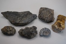 Ammoniten und Bonebed Jura