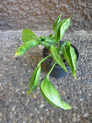 Epipremnum shangri gozilla - epipremnum, la/gozilla