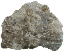 Silur  Fossiler Meeresboden mit diversen Crinoiden  Seelilie  Gotland  W88-8
