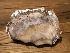 schönes versteinertes Holz