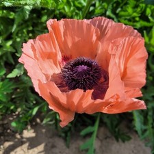 Türkischer Mohn lachsrosa