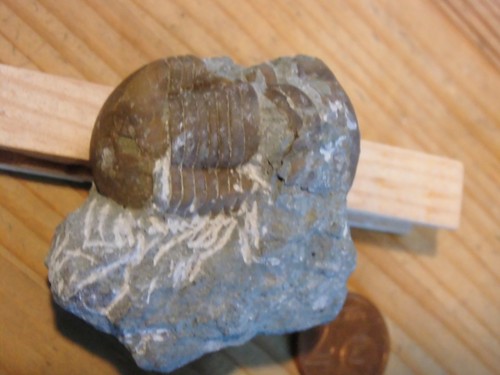 Trilobit illaenus sarsi - trilobit,