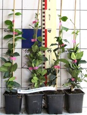 Trachelospermum jasm. "Winter Ruby"  - Sternjasmin, duftende Kletterpflanze