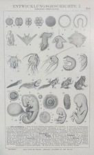 antike Grafik Embryologie /