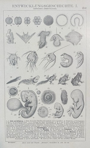 Antike grafik embryologie - grafik,
