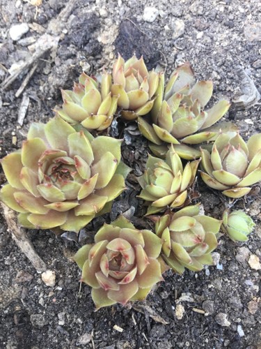 Hauswurz sempervivum blonde - hauswurz,