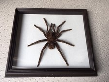 ?echte Vogelspinne im Bilderrahmen, Pamphobetheus antinous