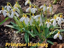 Galanthus " Primose Warburg", Schneeglöckchen, gelb blühend...  knospend