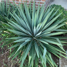 Yucca filimentosa 'Excalibur'