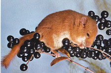 Zoo Wildlife *  HASELMAUS  * DORMOUSE   Postcard PL 006 RARE