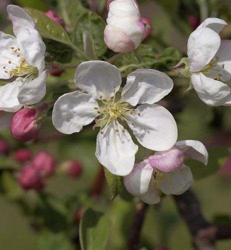 Hochstamm zierapfel evereste - zierapfel,