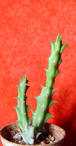 Orbea semota groß - 10,