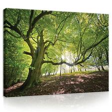 Leinwand bilder XXL Baum Natur Wald Bild Wandbilder Wohnzimmer Schlafzimmer 84