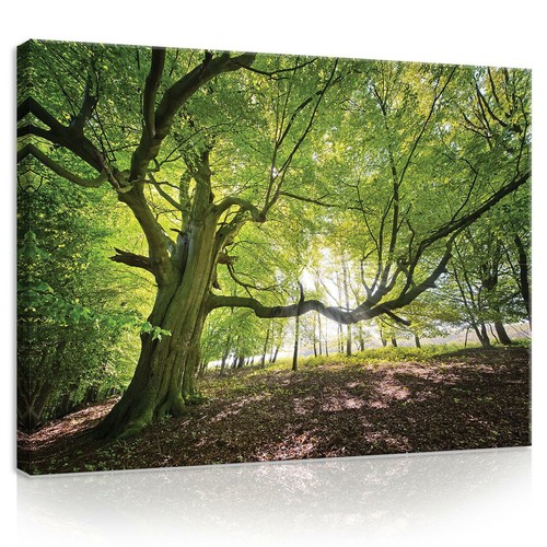 Leinwand bilder xxl - bilder,