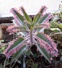 Kalanchoe "Pink Butterfly", je