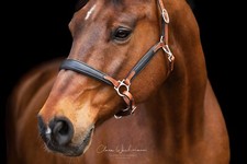 Lederhalfter Don Bi Color