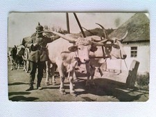 Soldat mit Ochsengespann, Inf.Regt.333 II.Batl. 6.Komp., Foto AK, gelaufen Feldp