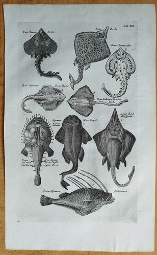 Fische rochen - fische, #