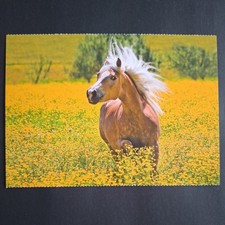 Pferdepostkarte AK Pferd Korsch Haflinger 08/2017