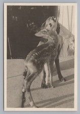 Fawn Cuddling with Dog 1939 -