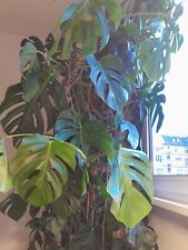 Große pflanze, Monstera deliciosa - swiss cheese plant, 250 cm high