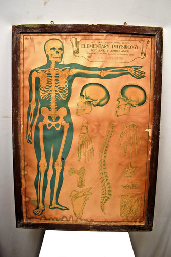 Vintage british anatomie - vintage,