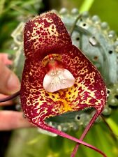 Dracula Species bella kräftige Pflanze Orchidee Masdevallia