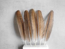 6 rotbraun gemusterte