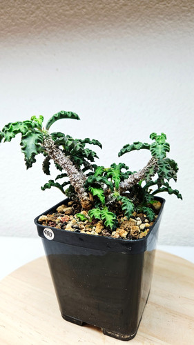 Euphorbia boiteaui