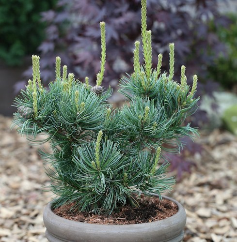 Mädchenkiefer schoons bonsai - mädchenkiefer,