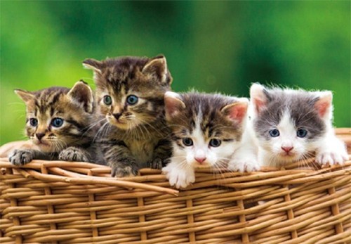 Platzset katzen 2erset - katzen,,