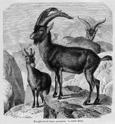 Steinbock alpensteinbock - steinbock,