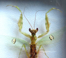Echter blüten mantis 7cm - mantis, in