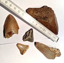 megalodon hai zahn Konvolut 5