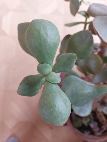 Geldbaum crassula ovata - geldbaum,