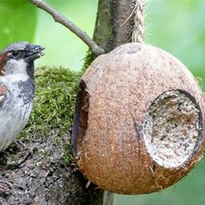Pfiffikus Kokosnuss mit 3