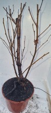 Bonsai,  Birkenbaum, Sandbirke, Betula  pendula  im 1 Liter Topf