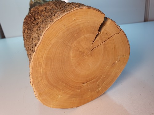 Stamm drechselholz buchsbaum - stamm,