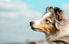 COLLIE    * Hund * Dog  * Postkarte  *  Postcard  40