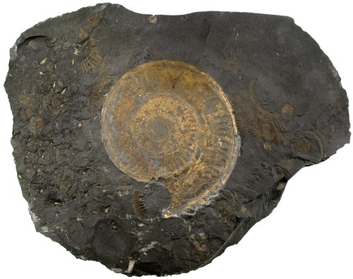 Lias hildoceras sublevisoni - lias,