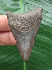 5,4 cm grauer Zahn des