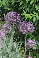 Allium Chrsistophii Sternkugel Lauch Zierlauch Lila