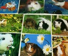 10 süsse MEERSCHWEINHEN Poster * FUJI Papier Glanz Tierposter*sehr guter Zustand