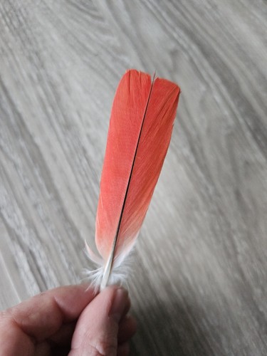 Vogelfeder rot - 10,5, cm
