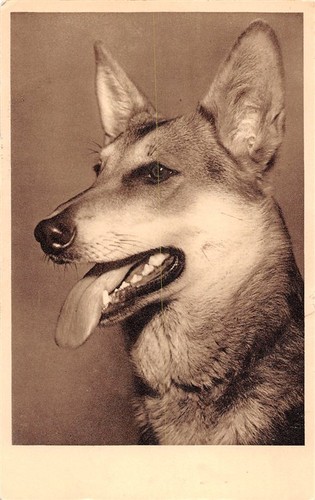 404516 tier mit hunde - 404516), ak