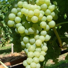 Weintraube Romulus fast