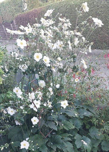 Herbst anemonen japonica - 3×herbst,